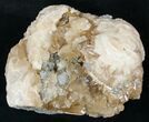 Partial Clam Fossil with Golden Calcite Crystals - #14717-1